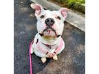 Adopt Popcorn a Pit Bull Terrier / Mixed dog in Salisbury, MD (38078323)