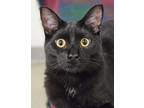 Adopt Minosh 4051 a Domestic Shorthair / Mixed cat in Vista, CA (38314831)