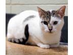Adopt Saint * Bonded With Paddie * a Domestic Shorthair / Mixed cat in