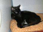 Adopt Front Lobby #28 / Petra* a Domestic Shorthair / Mixed cat in Pomona