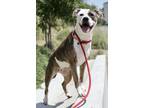 Adopt Sunflower*/ Jasmine* a Pit Bull Terrier / Mixed dog in Pomona