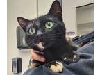 Adopt Teresa a Domestic Shorthair / Mixed cat in Oceanside, CA (38167459)