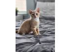 Adopt Cole and Tokyo a Orange or Red Tabby Domestic Shorthair (short coat) cat