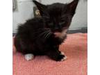 Adopt Socks a All Black Domestic Shorthair / Mixed cat in Columbus