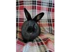 Adopt Alice a Black Dutch / Mixed (short coat) rabbit in Fairfield