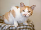 Adopt Montey a Orange or Red Domestic Shorthair / Domestic Shorthair / Mixed cat