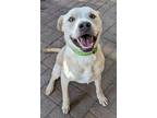 Adopt Finley a Tan/Yellow/Fawn Mixed Breed (Large) / Mixed dog in Mesquite