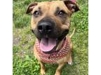 Adopt Mrs. Banks a Pit Bull Terrier / Mixed dog in Salisbury, MD (38078331)