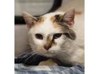 Adopt Paddie * Bonded With Saint * a Domestic Shorthair / Mixed cat in
