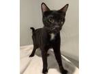 Adopt Spider-Man* a Domestic Shorthair / Mixed cat in Pomona, CA (38230496)