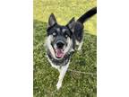 Adopt Slash a Shepherd (Unknown Type) / Siberian Husky / Mixed dog in Tulare