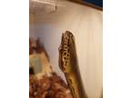 Adopt Leviathan a Snake reptile, amphibian, and/or fish in Duncan, BC (38104515)