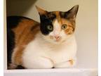 Adopt Athena a Calico or Dilute Calico Domestic Shorthair / Mixed (short coat)