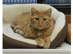 Adopt Baker a Orange or Red Domestic Shorthair / Mixed (short coat) cat in