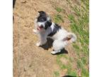 Adopt Sammy a Jack Russell Terrier