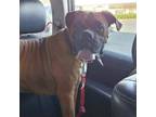 Adopt Chewy a Boxer