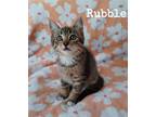 Adopt Rubble a American Shorthair / Mixed cat in Pensacola, FL (38208309)