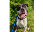 Adopt August a Black Mixed Breed (Large) / Mixed dog in Cincinnati