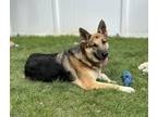 Adopt Sherman a German Shepherd Dog