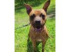 Adopt Granola a American Pit Bull Terrier / Mixed dog in Salisbury