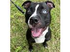Adopt Lucky a Pit Bull Terrier / Mixed dog in Salisbury, MD (38078333)