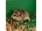 Adopt Cookie a Hamster small animal in Kingston, NY (38080373)