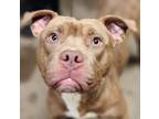 Adopt Thiago a Pit Bull Terrier / Mixed dog in Lexington, KY (38249119)