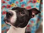 Adopt Fabio a Shar Pei / American Staffordshire Terrier / Mixed dog in