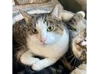 Adopt Pinky a Brown Tabby Domestic Shorthair / Mixed (short coat) cat in Benson
