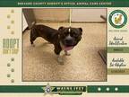 Adopt Wallace a Mixed Breed (Medium) / Mixed dog in Melbourne, FL (38184559)