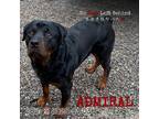 Adopt Admiral a Black Rottweiler / Mixed dog in Brooklyn, NY (38075948)