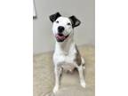 Adopt Gigi a Pit Bull Terrier / Husky / Mixed dog in Jasper, AL (38103342)