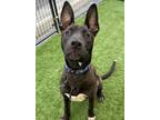 Adopt Iyokan a Shepherd (Unknown Type) / American Pit Bull Terrier / Mixed dog