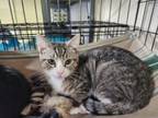 Adopt William a Gray, Blue or Silver Tabby Domestic Mediumhair / Mixed (medium