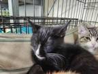 Adopt George a Black & White or Tuxedo Domestic Mediumhair / Mixed (medium coat)