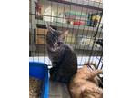Adopt Philip a Gray, Blue or Silver Tabby Domestic Shorthair / Mixed (short