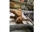 Adopt Fred a Orange or Red (Mostly) Domestic Shorthair / Mixed (short coat) cat