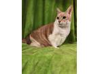 Adopt Sandy a White Domestic Shorthair / Domestic Shorthair / Mixed cat in