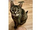 Adopt STEPHANIE a Brown or Chocolate (Mostly) Domestic Shorthair / Mixed (short