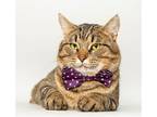 Adopt Bart a Domestic Mediumhair / Mixed cat in Wyandotte, MI (38135895)