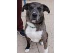 Adopt Gibson a Catahoula Leopard Dog