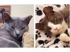 Adopt SAGE & LAVENDAR a Gray or Blue (Mostly) Domestic Shorthair / Mixed (short