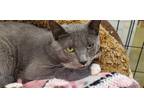 Adopt THYME a Gray or Blue Domestic Shorthair / Mixed (short coat) cat in