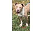 Adopt Jacob a American Staffordshire Terrier