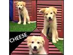 Adopt Cheese a Red/Golden/Orange/Chestnut - with White Australian Cattle Dog /