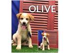 Adopt Olive a Red/Golden/Orange/Chestnut - with White Australian Cattle Dog /