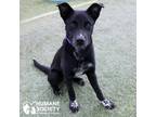 Adopt LAURELIN a Black - with White Shepherd (Unknown Type) / Mixed dog in