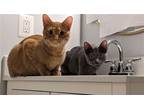 Adopt bruno & Mouse a Orange or Red Domestic Shorthair / Mixed (short coat) cat