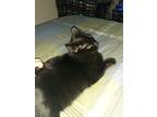 Adopt midnight a All Black Manx / Mixed (short coat) cat in Centreville