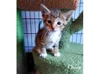Adopt Owen *kitten* a Brown Tabby Domestic Shorthair / Mixed (short coat) cat in